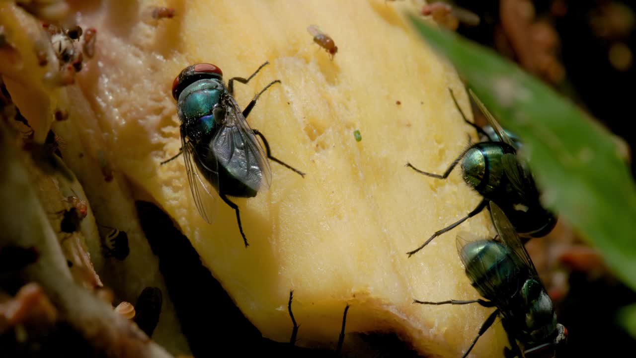 一群普通的绿瓶蝇(Lucilia sericata)和普通的果蝇(Drosophila melanogaster)正在挤在开着的菠萝蜜上视频素材