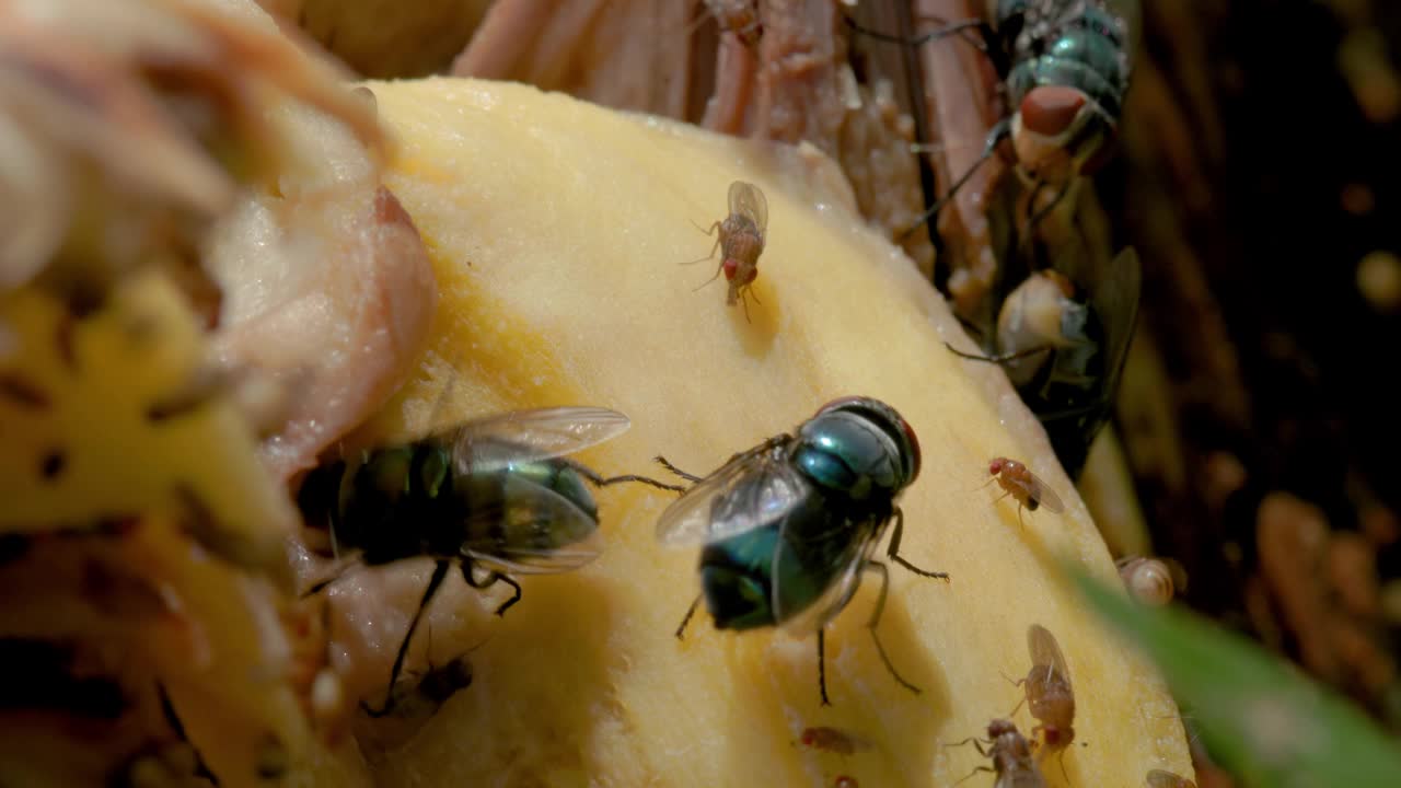 一群普通的绿瓶蝇(Lucilia sericata)和普通的果蝇(Drosophila melanogaster)正在挤在开着的菠萝蜜上视频素材