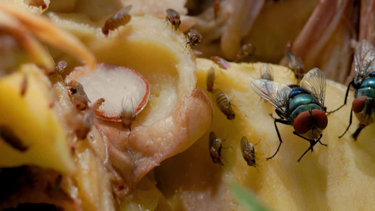 一群普通的绿瓶蝇(Lucilia sericata)和普通的果蝇(Drosophila melanogaster)正在挤在开着的菠萝蜜上视频素材