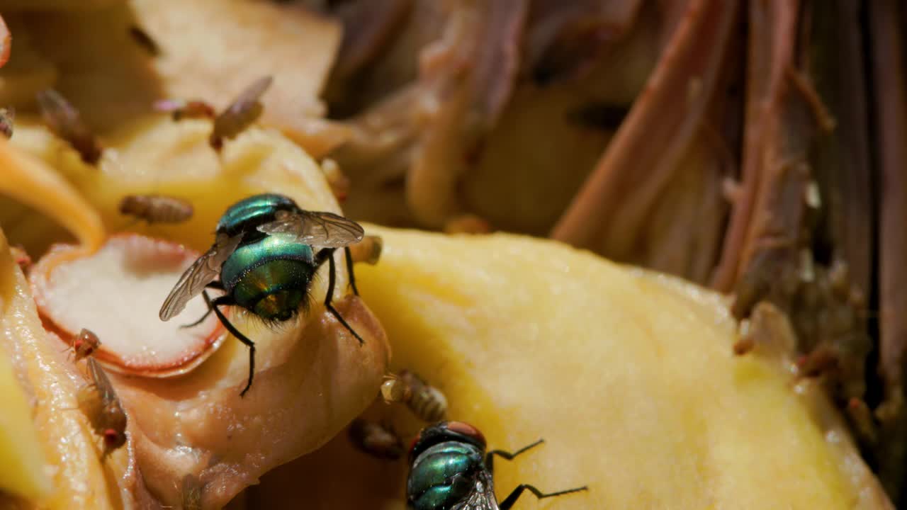 一群普通的绿瓶蝇(Lucilia sericata)和普通的果蝇(Drosophila melanogaster)正在挤在开着的菠萝蜜上视频素材