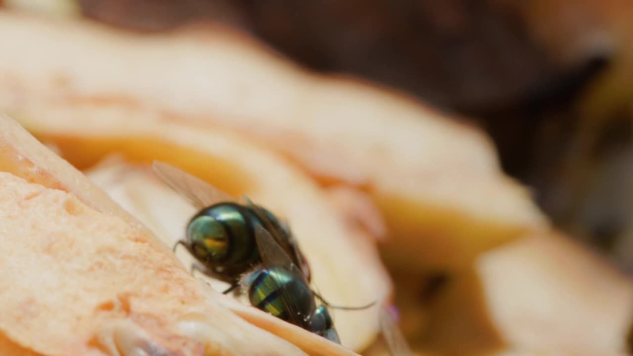 一群普通的绿瓶蝇(Lucilia sericata)和普通的果蝇(Drosophila melanogaster)正在挤在开着的菠萝蜜上视频素材