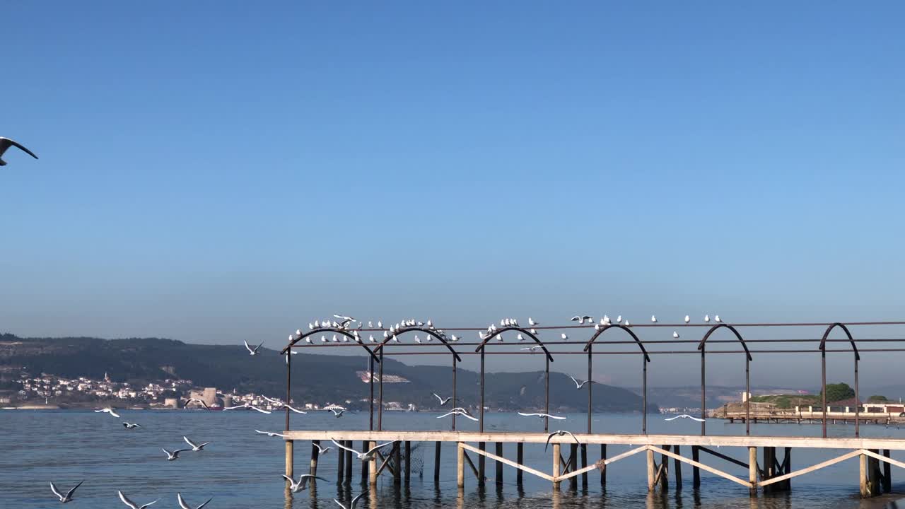 海鸥在海面上飞翔视频素材