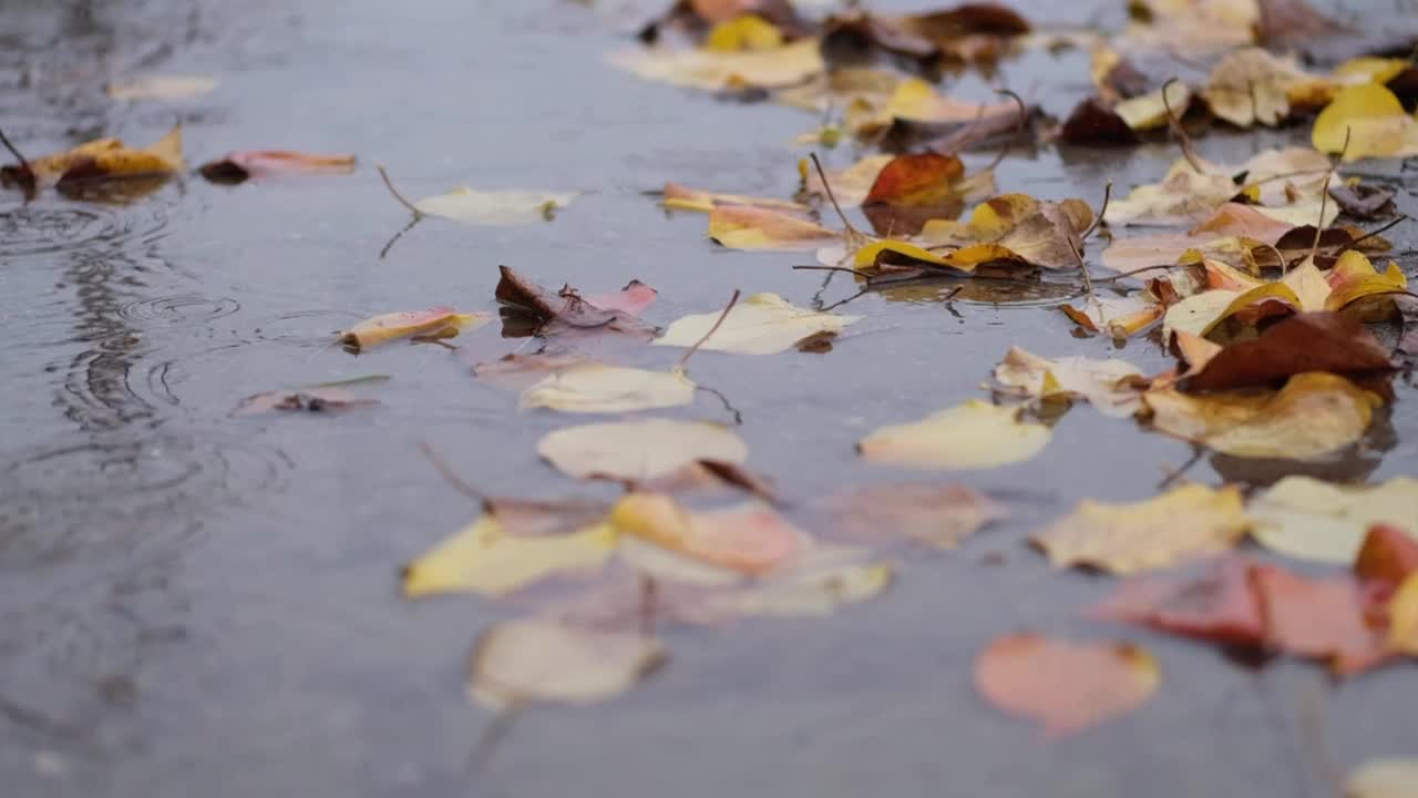 下雨天，雨滴落在秋叶上。视频素材