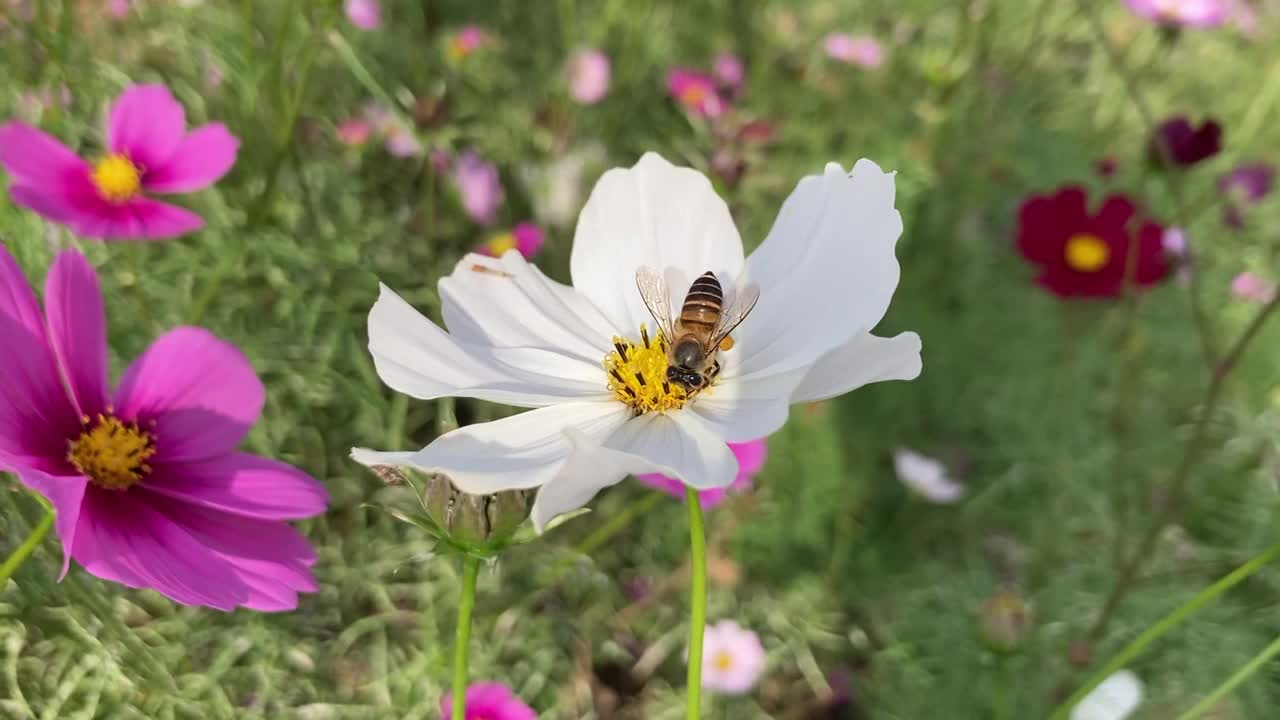 飞翔的蜜蜂从花朵上收集花粉视频素材