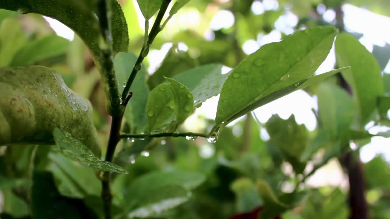 酸橙叶子上有水滴视频下载