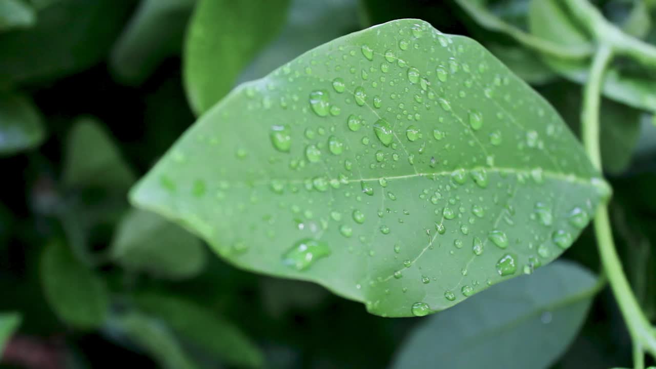 由于下雨，这片叶子看起来是湿的视频素材