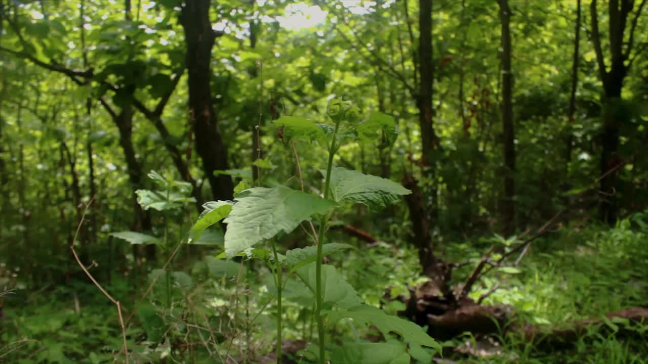 这些树叶被风吹得四处乱飞视频下载