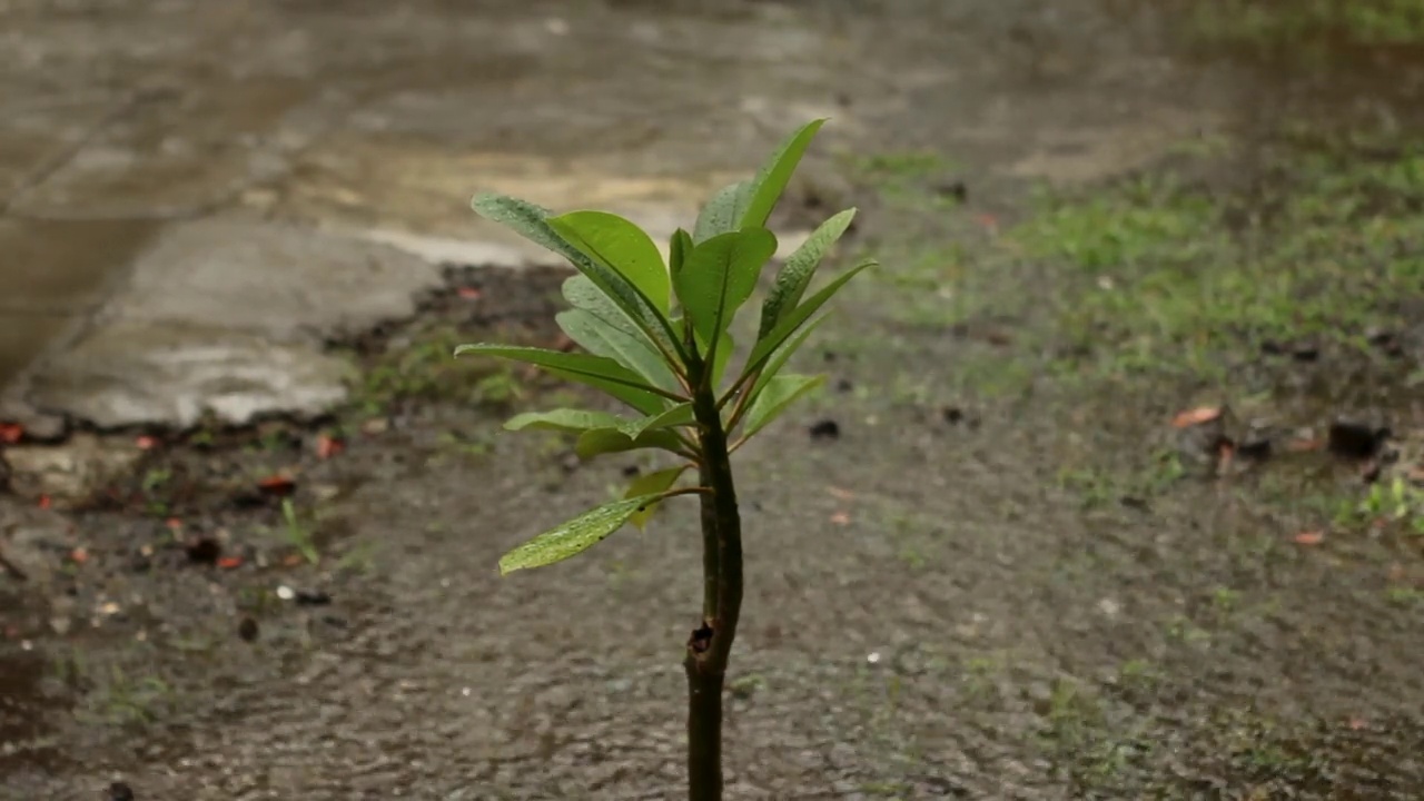 凤仙花暴露在水里视频素材