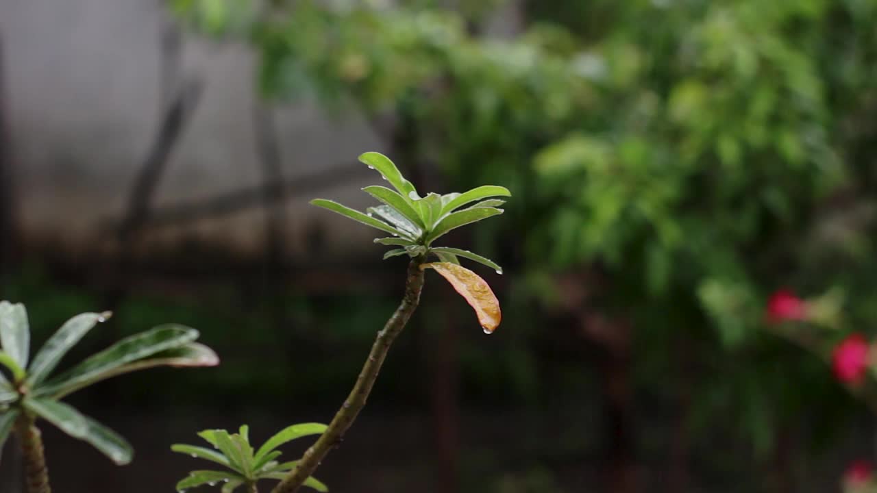 凤仙花植物落了很多水视频素材