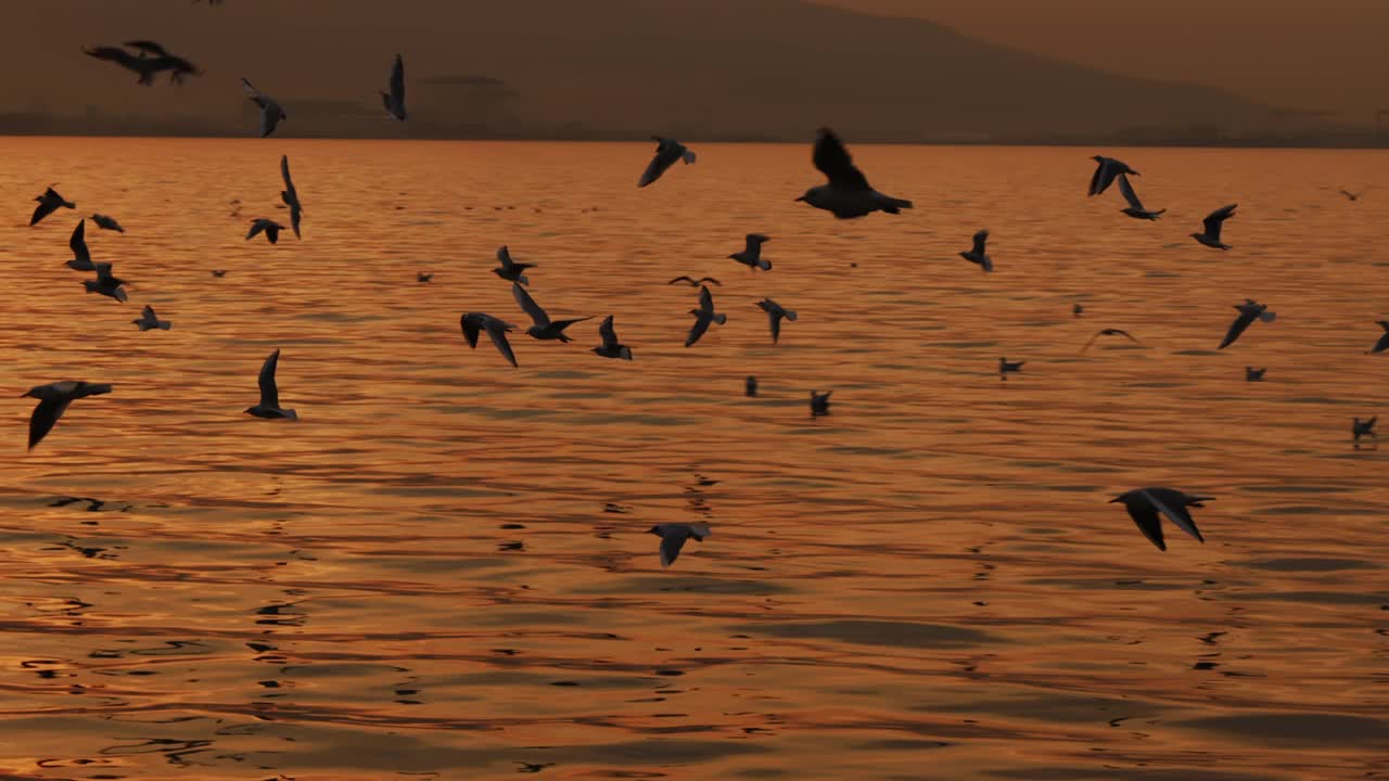 动物鸟海鸥在日落中飞翔视频素材