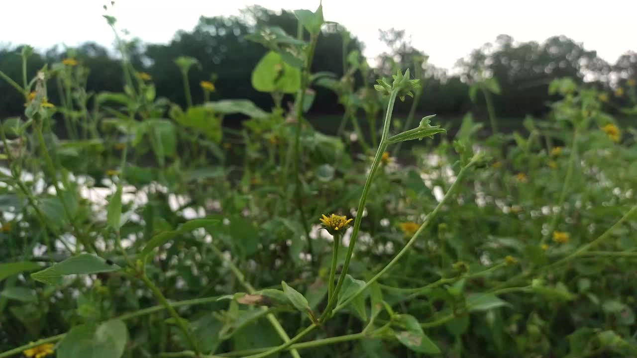 风吹动着这片叶子视频下载