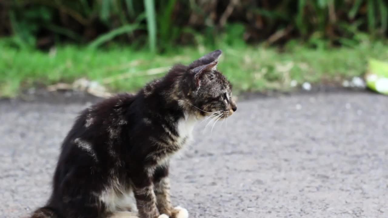 街上的猫视频素材