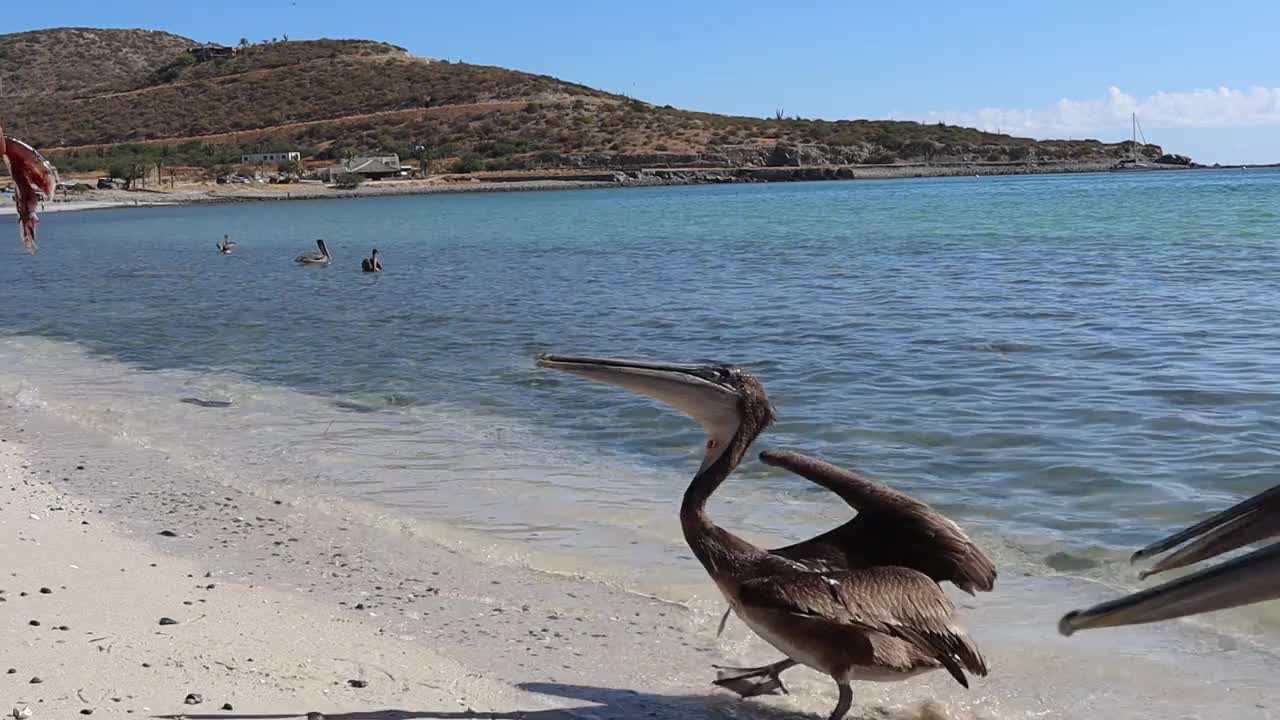 海滩上，一位渔夫正在喂鹈鹕吃鱼视频下载