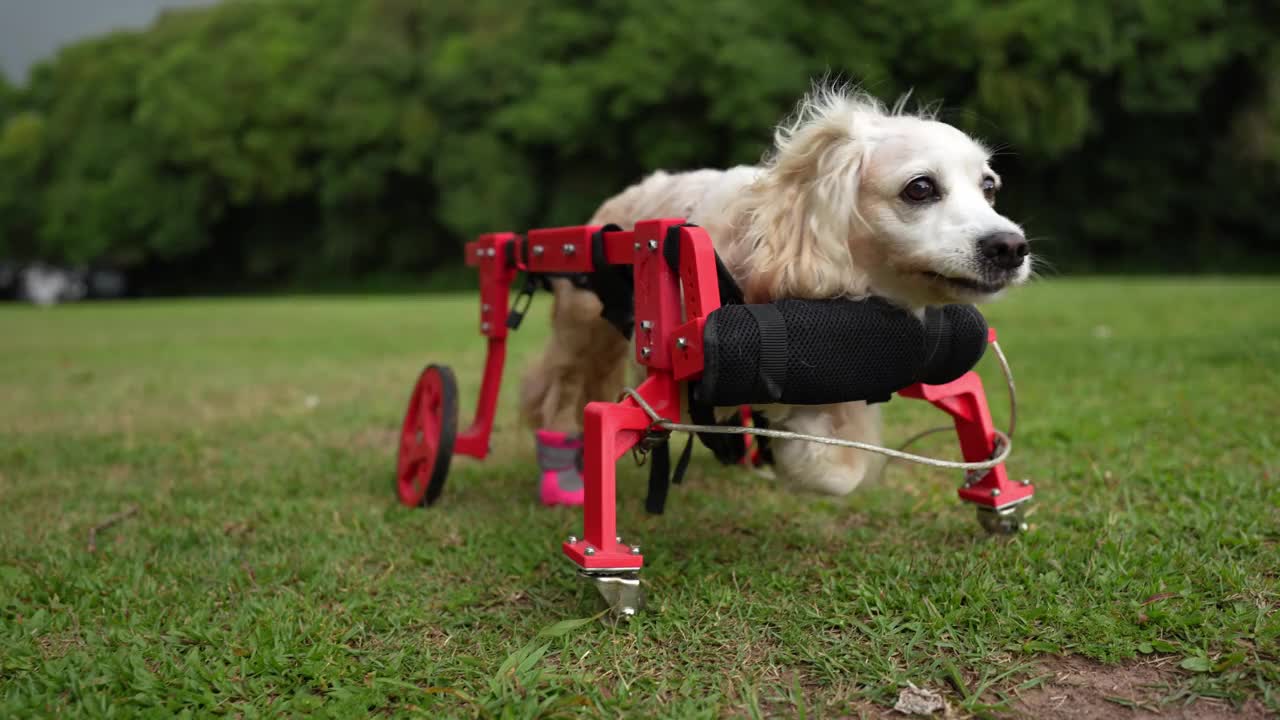 残疾狗坐在红色轮椅上四处张望视频素材