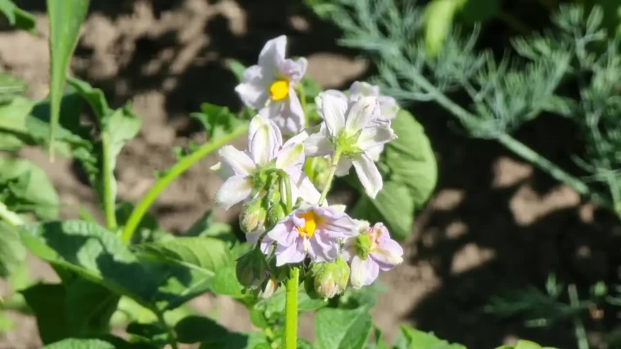 地里开花的土豆视频素材