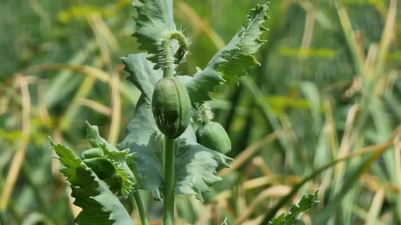 罂粟梗上的绿色嫩芽。视频素材