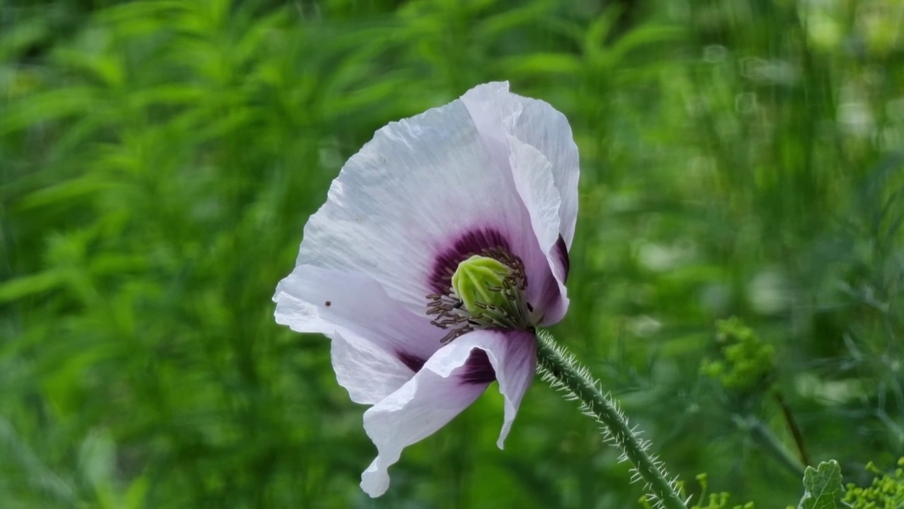 罂粟花花序特写。视频素材