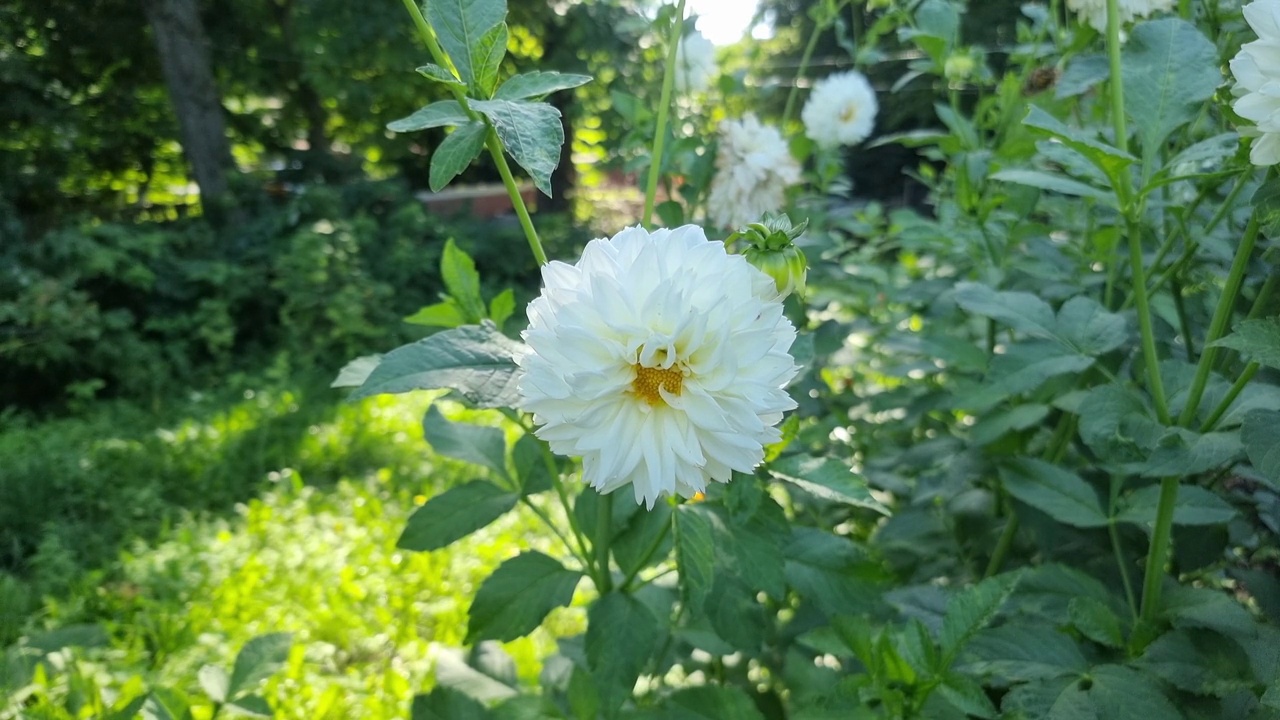 花园花坛上的白色大丽花特写视频素材