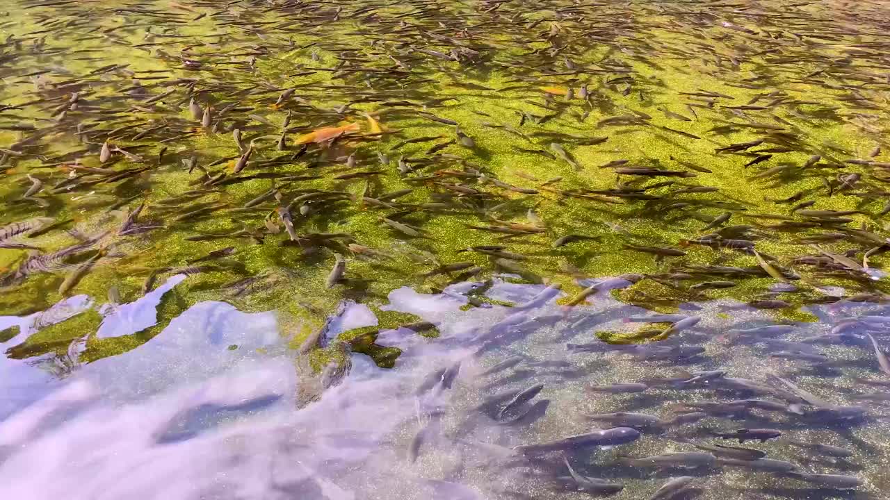 许多鳟鱼在渔场游泳。花园透明水池塘鳟鱼视频素材