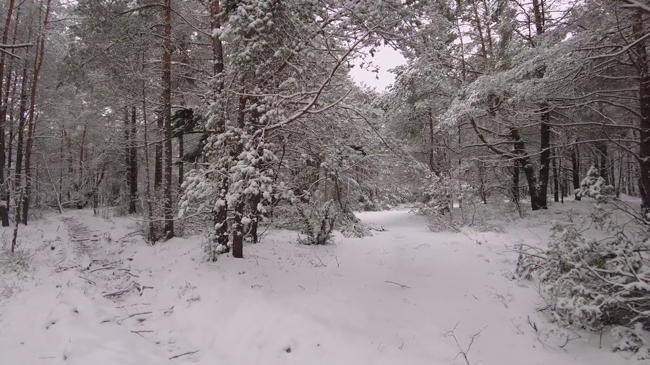 穿越冰雪覆盖的冬季森林视频下载