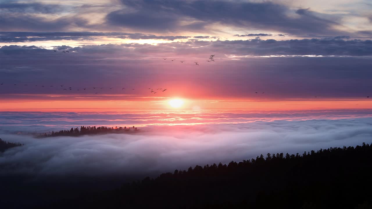 太阳落山，雾海与鹅加州视频素材