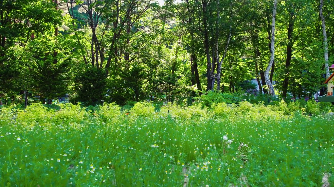 Herbnara农场/平昌郡，江原道，韩国视频素材