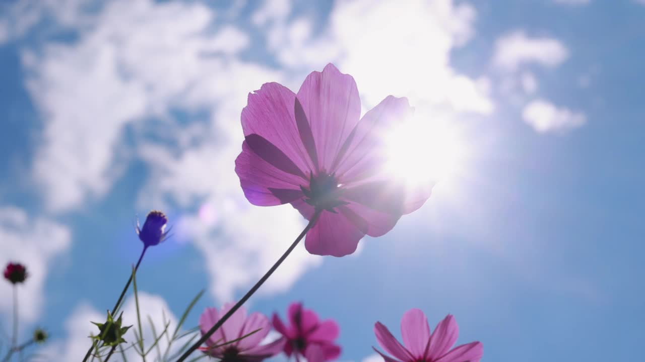 夏日的粉紫色花朵迎着阳光视频素材