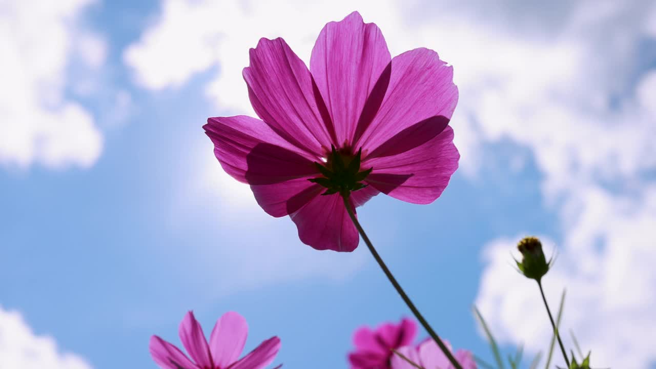 夏日的粉紫色花朵迎着阳光视频素材