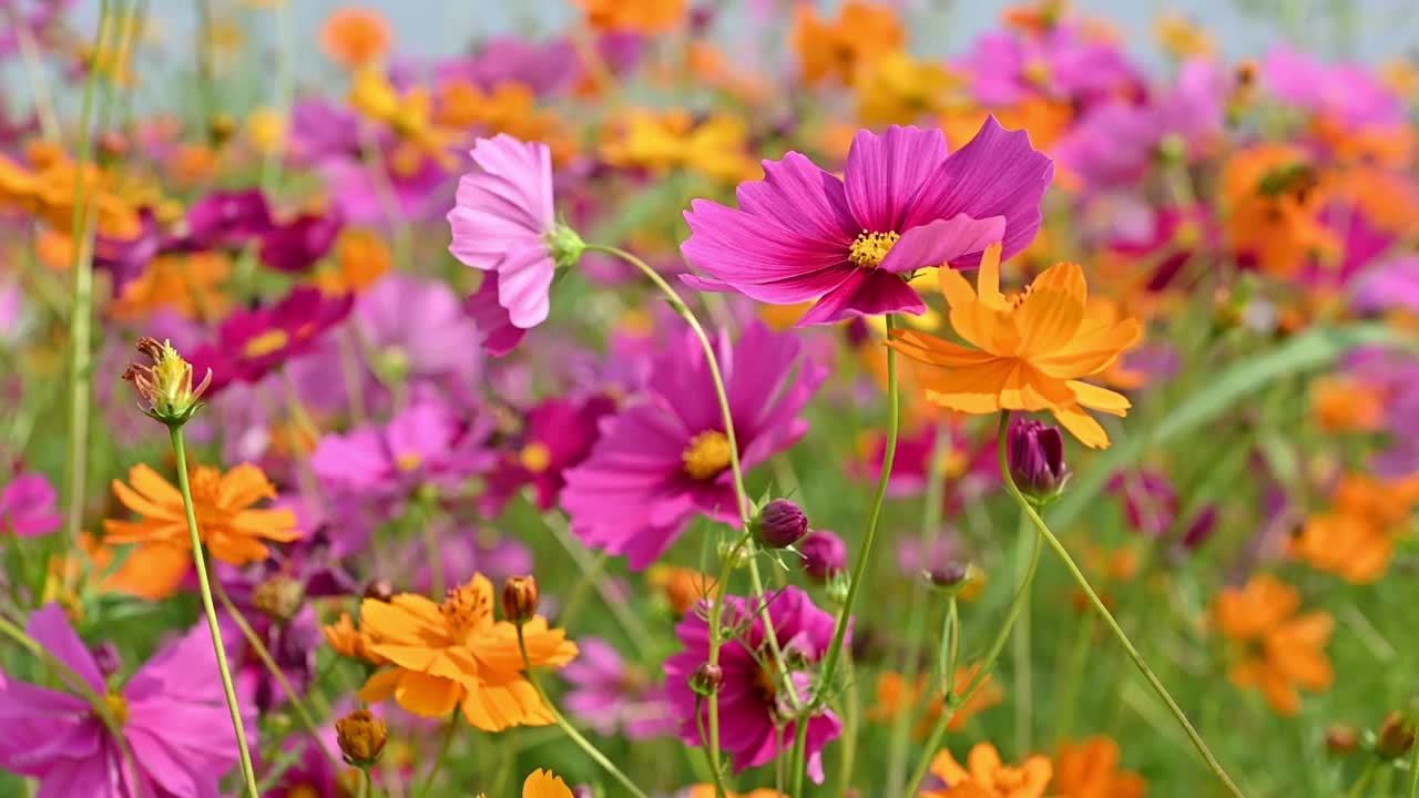 美丽的粉红色宇宙花在宇宙场在风中摇曳。百花盛开在花园里。美丽的春花视频素材