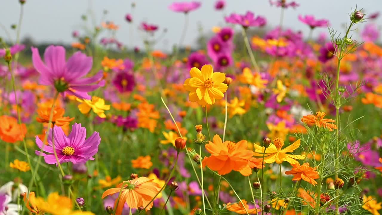 美丽的粉红色宇宙花在宇宙场在风中摇曳。百花盛开在花园里。美丽的春花视频素材