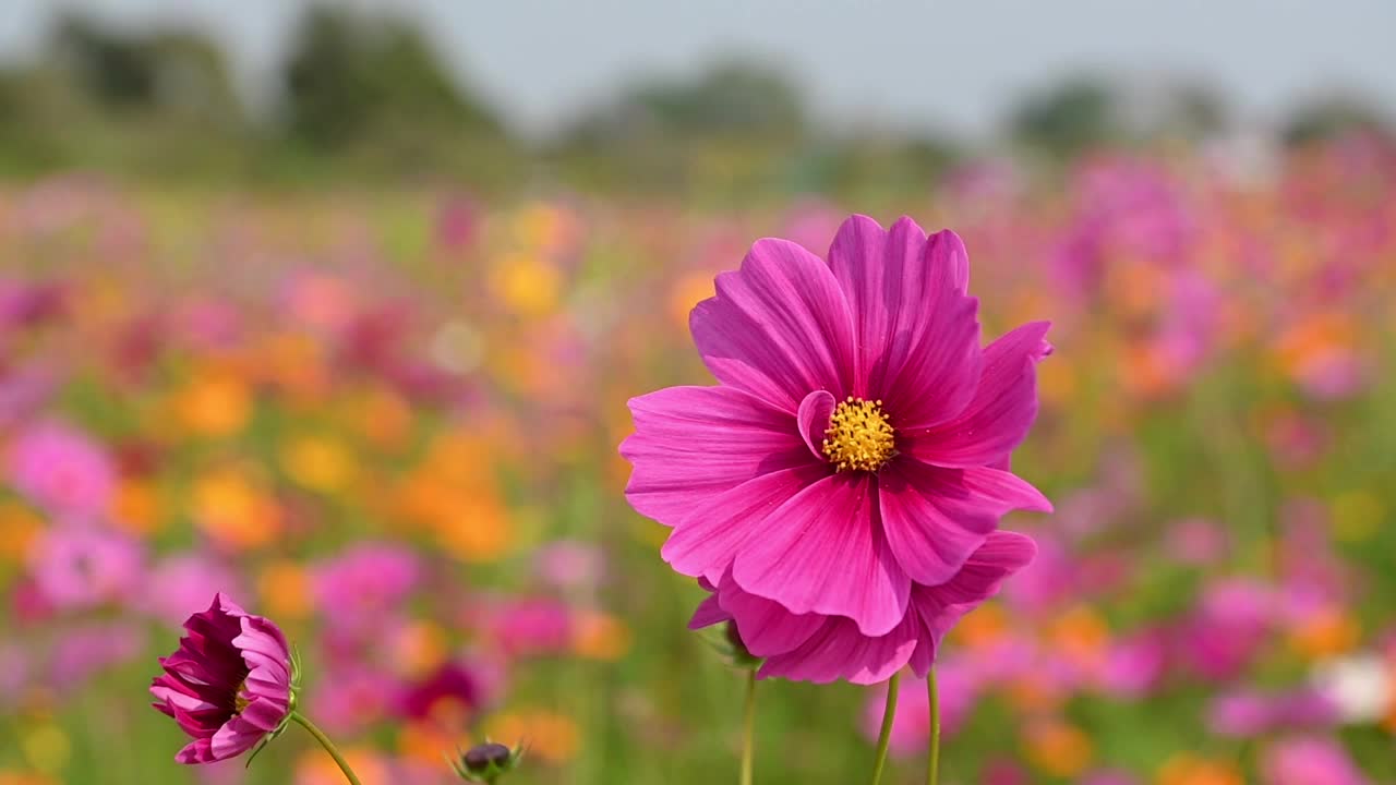 美丽的粉红色宇宙花在宇宙场在风中摇曳。百花盛开在花园里。美丽的春花视频素材