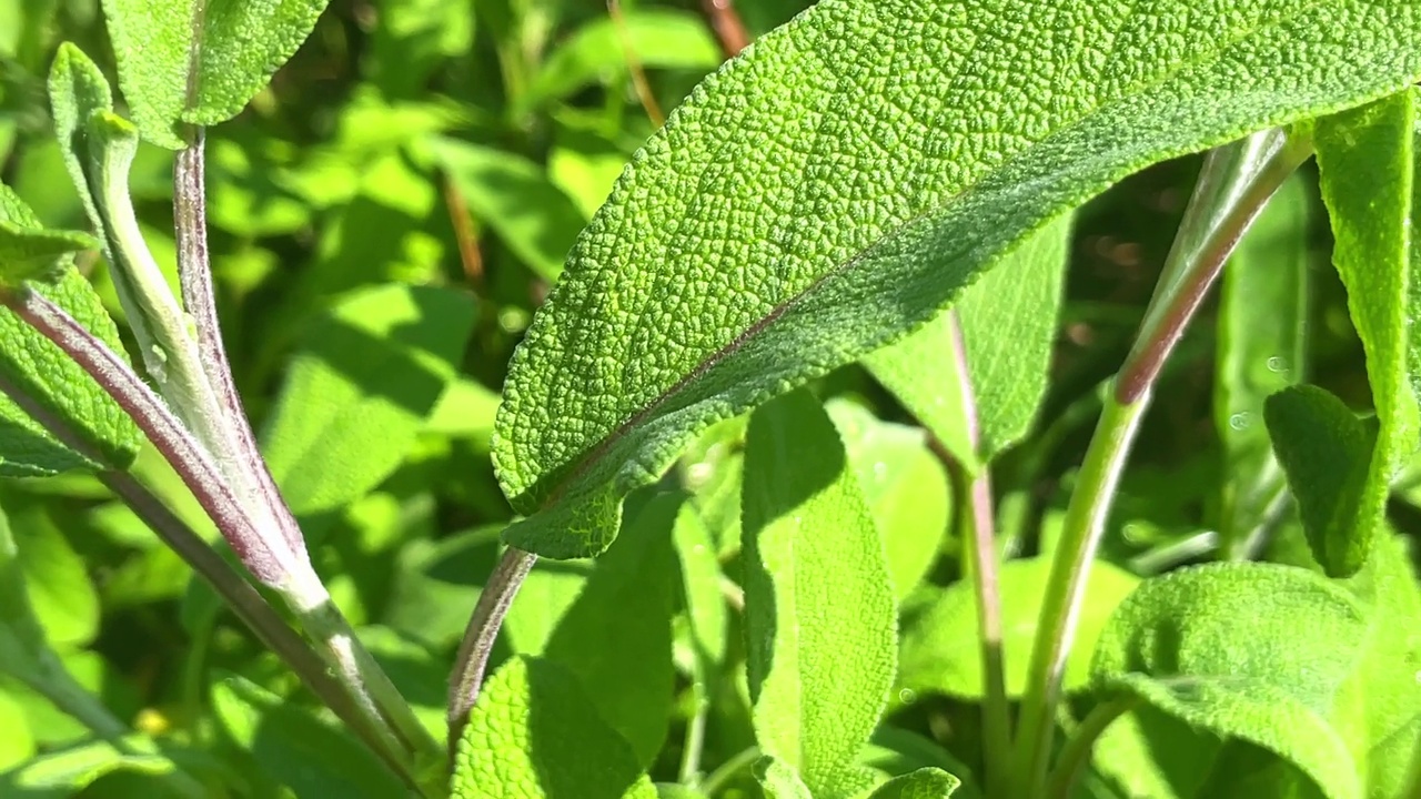 芳香鼠尾草叶生长在草本花园视频素材