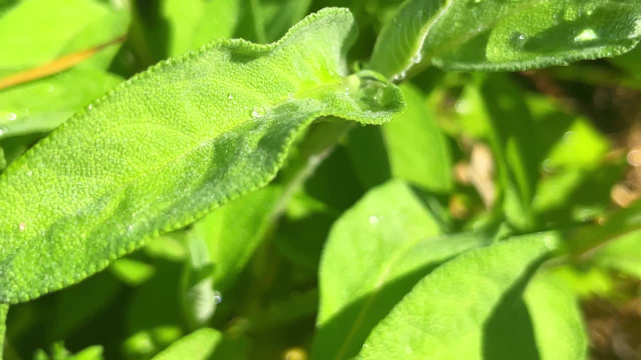 芳香鼠尾草叶生长在草本花园视频素材