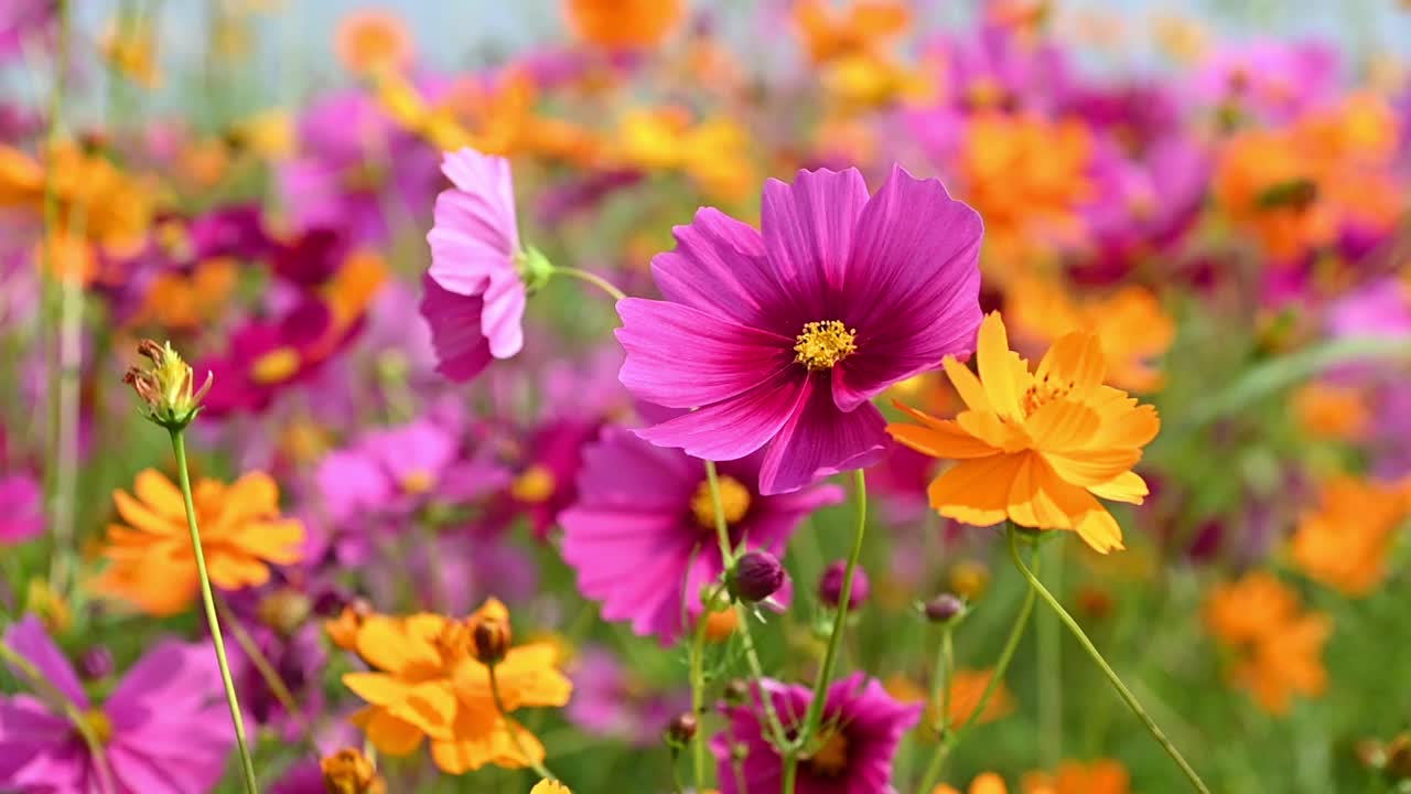 美丽的粉红色宇宙花在宇宙场在风中摇曳。百花盛开在花园里。美丽的春花视频素材