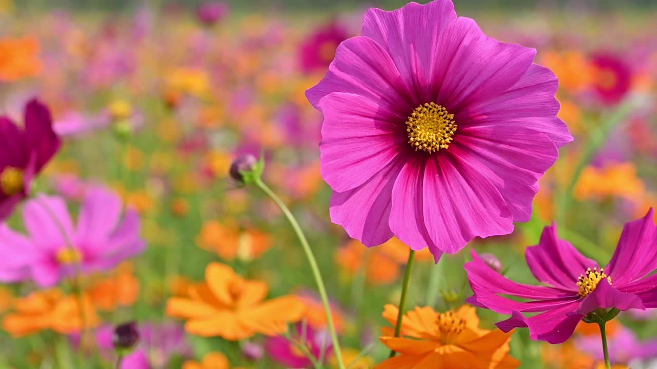 美丽的粉红色宇宙花在宇宙场在风中摇曳。百花盛开在花园里。美丽的春花视频素材