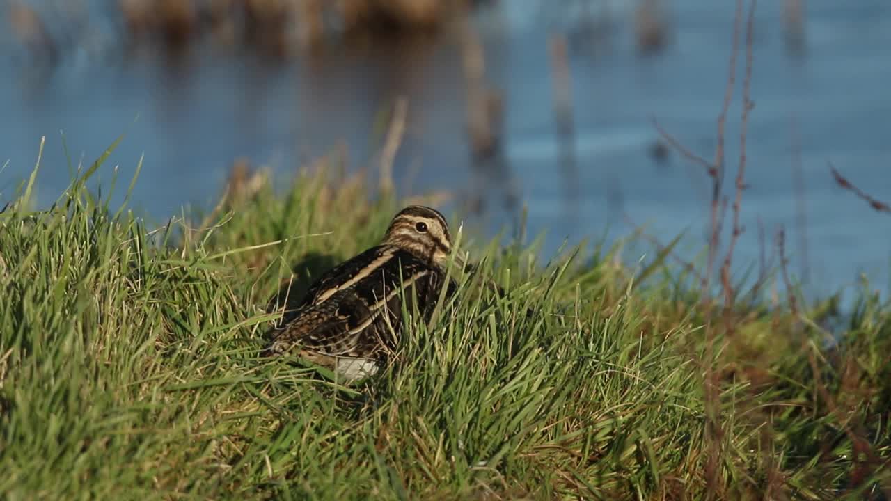 一只鹬，Gallinago Gallinago，在水边的草地上休息。视频素材