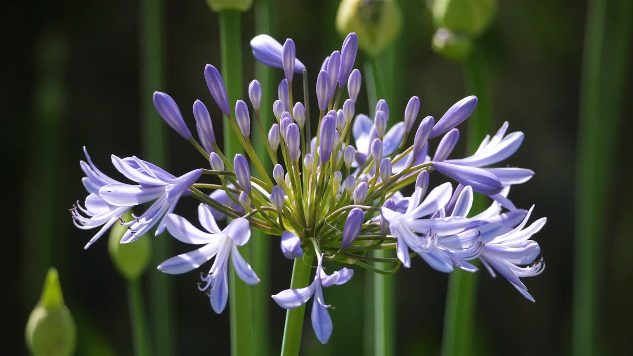 agapanthus，俗称尼罗河百合。视频素材