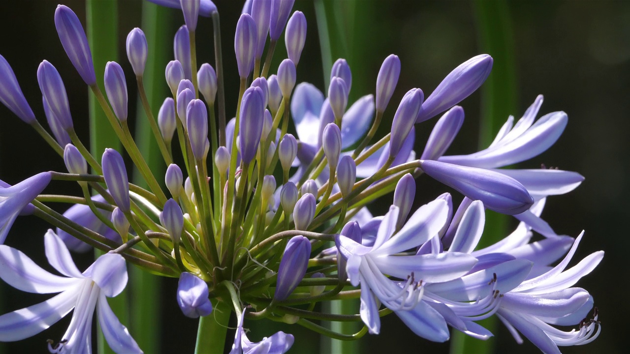 agapanthus，俗称尼罗河百合。视频素材