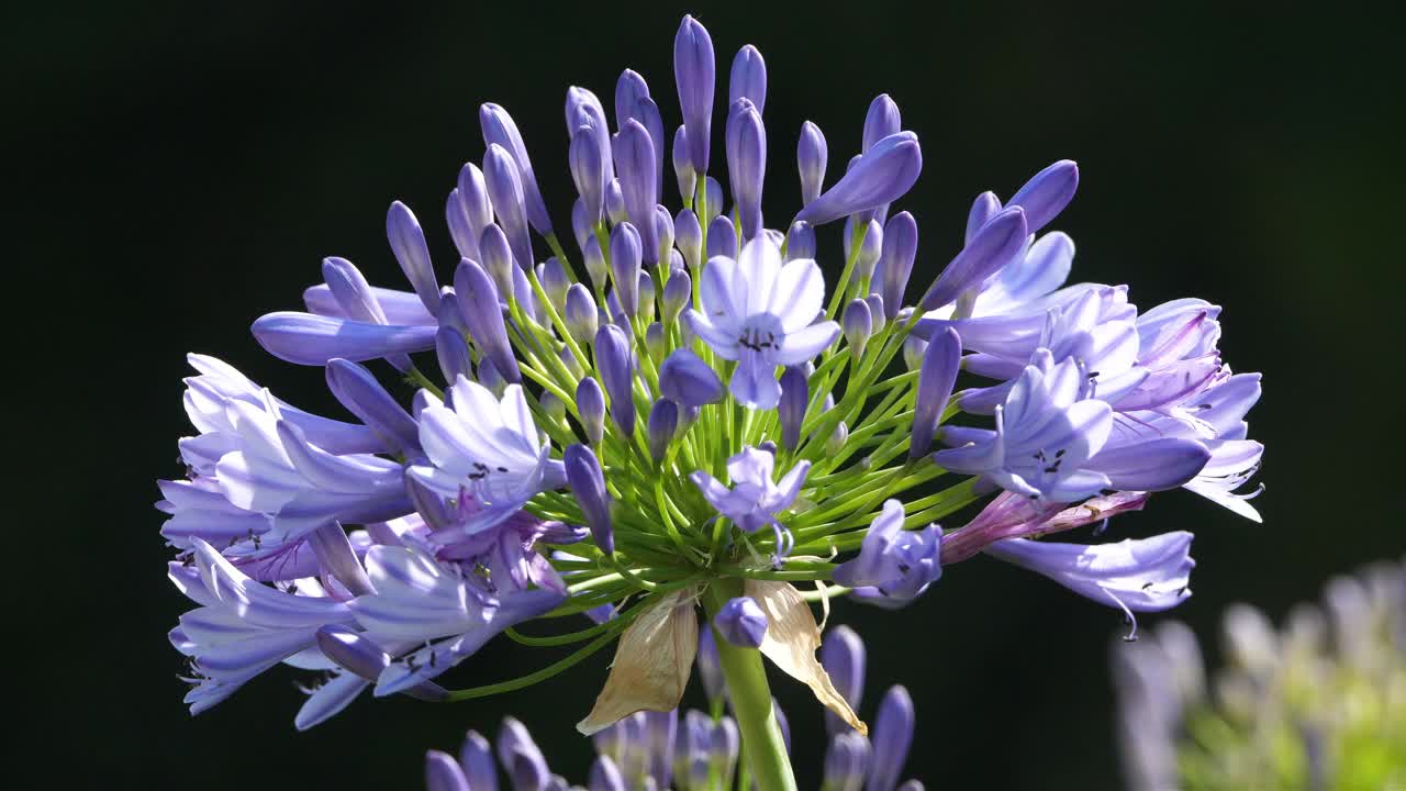 agapanthus，俗称尼罗河百合。视频素材