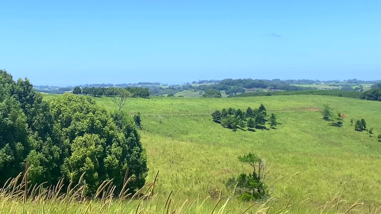 乡村山谷与奶牛视频素材