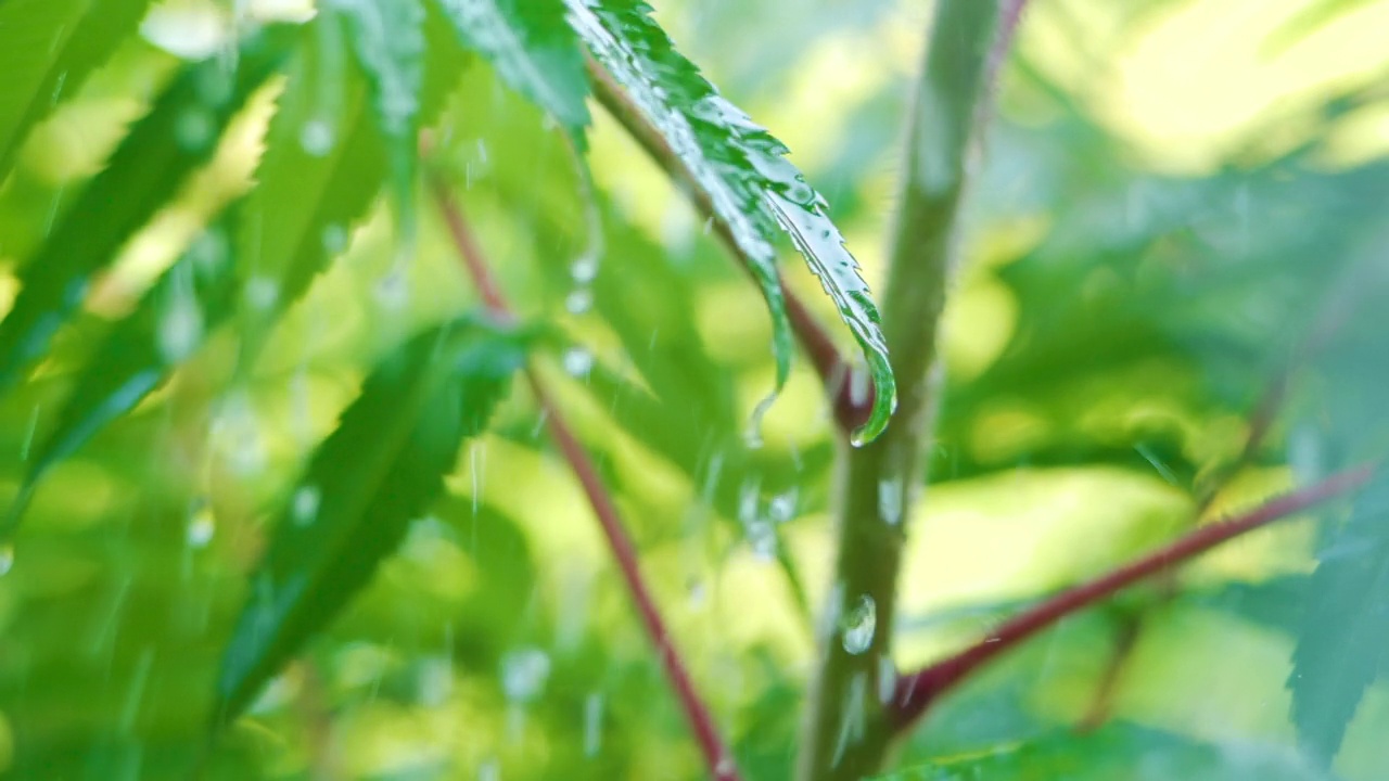 植物的绿叶因水滴而摇曳。慢动作雨水滴从绿叶蕨类在雨中。平静放松冥想平和的背景。视频素材