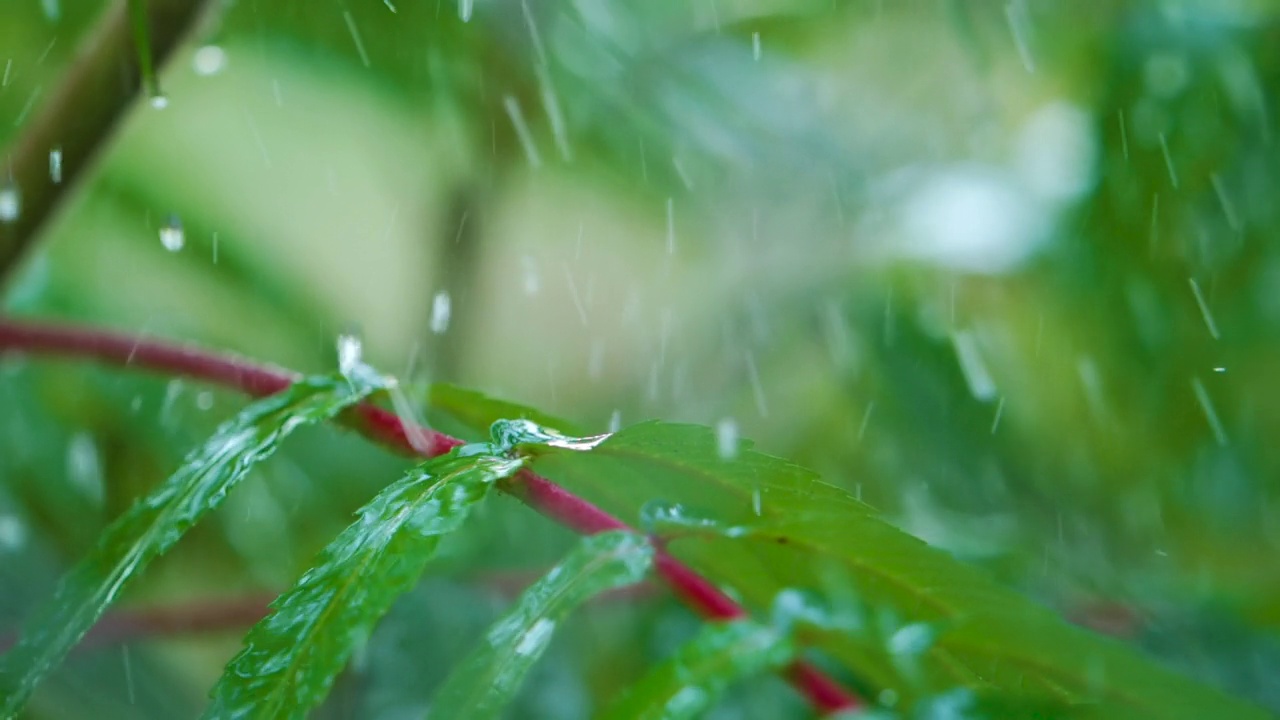 植物的绿叶因水滴而摇曳。慢动作雨水滴从绿叶蕨类在雨中。平静放松冥想平和的背景。视频素材