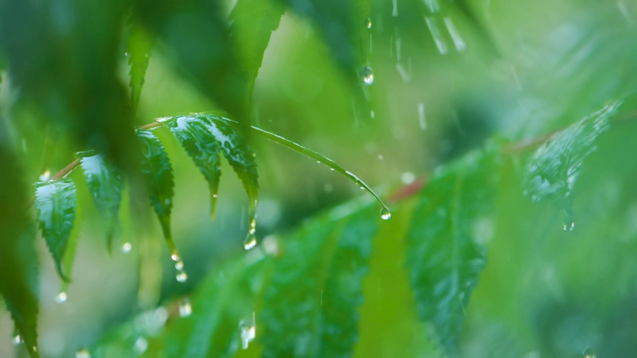 植物的绿叶因水滴而摇曳。慢动作雨水滴从绿叶蕨类在雨中。平静放松冥想平和的背景。视频素材