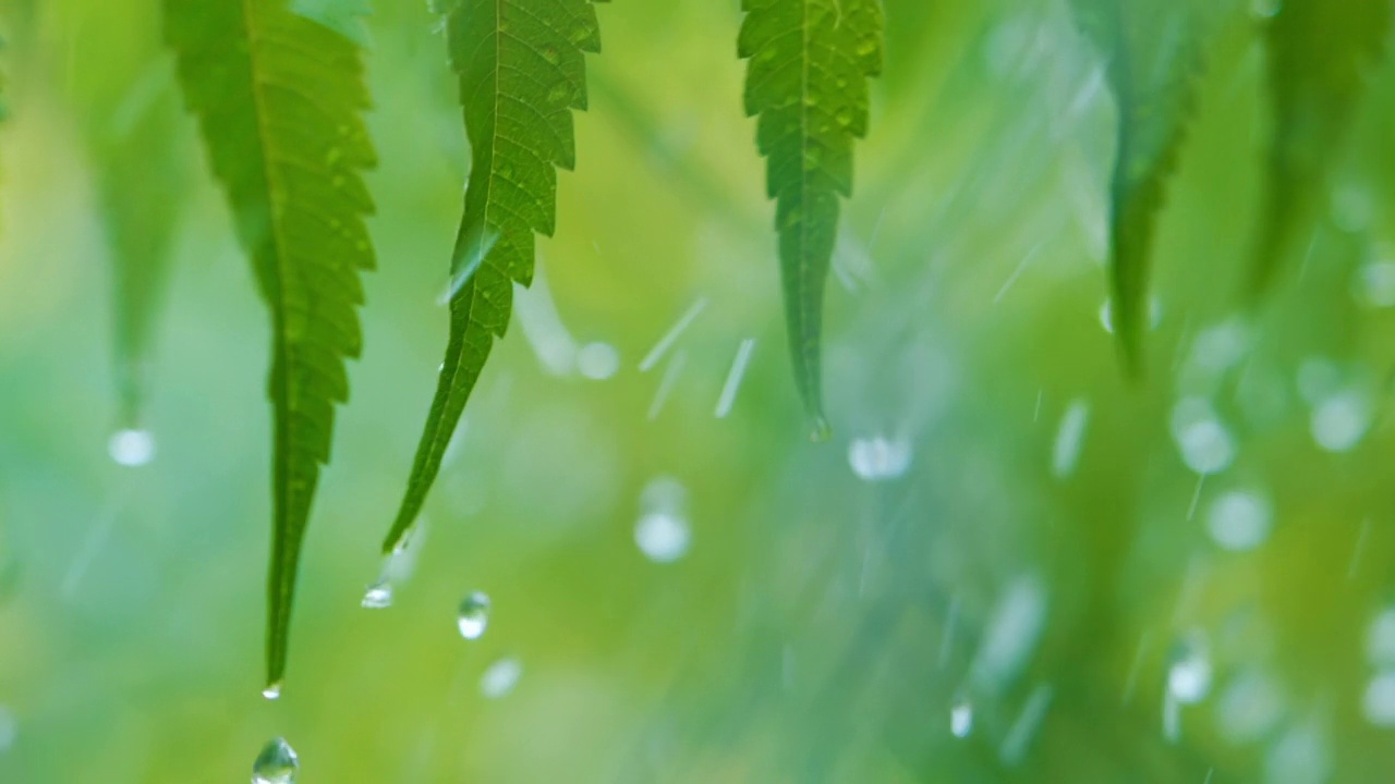 植物的绿叶因水滴而摇曳。慢动作雨水滴从绿叶蕨类在雨中。平静放松冥想平和的背景。视频素材