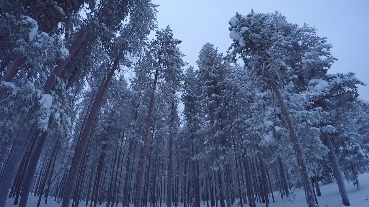 在被冰雪覆盖的拉普兰的芬兰森林中央拍摄视频素材