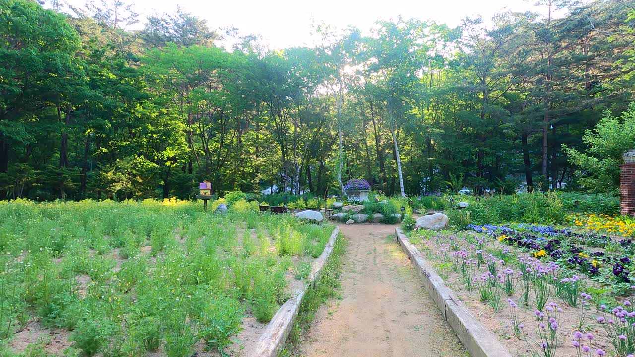 Herbnara农场/平昌郡，江原道，韩国视频素材