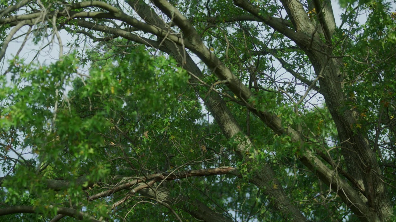 微风吹在橡树树枝上视频下载