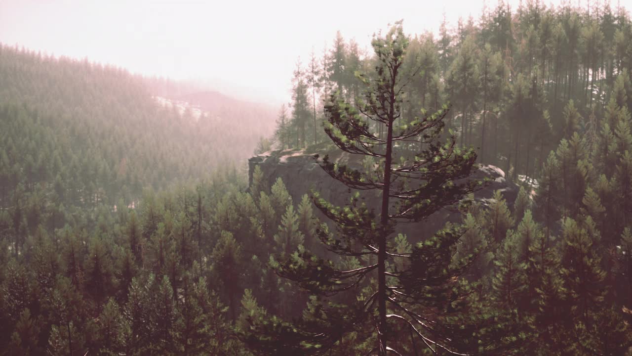 美丽偏远的常绿森林在山上视频素材