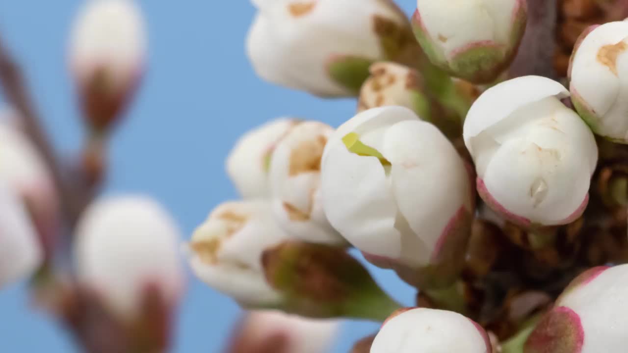 微距延时开花的白刺花特写，孤立在蓝屏上视频下载