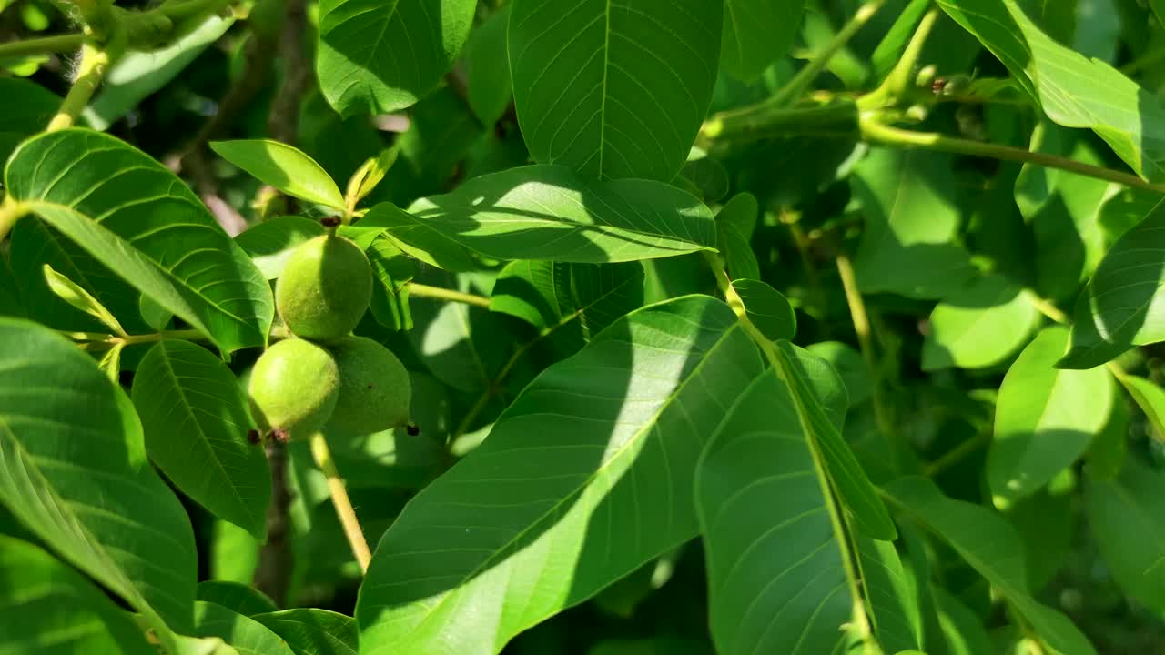 树上有绿色核桃果实视频素材